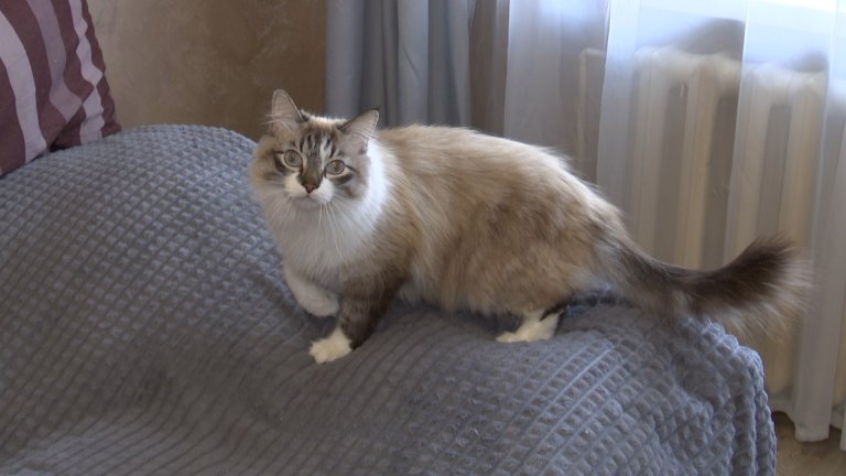 Затраты жителей Иркутской области на домашних питомцев выше среднероссийских